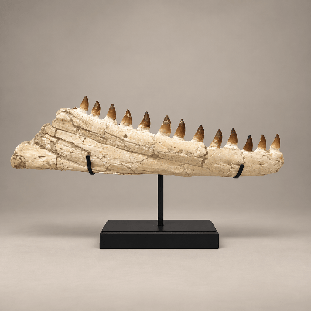impressive natural Mosasaurus Jaw With Original Teeth – 34.6 inches - PaleoDeserts
