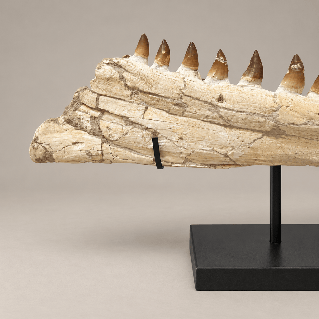 impressive natural Mosasaurus Jaw With Original Teeth – 34.6 inches - PaleoDeserts