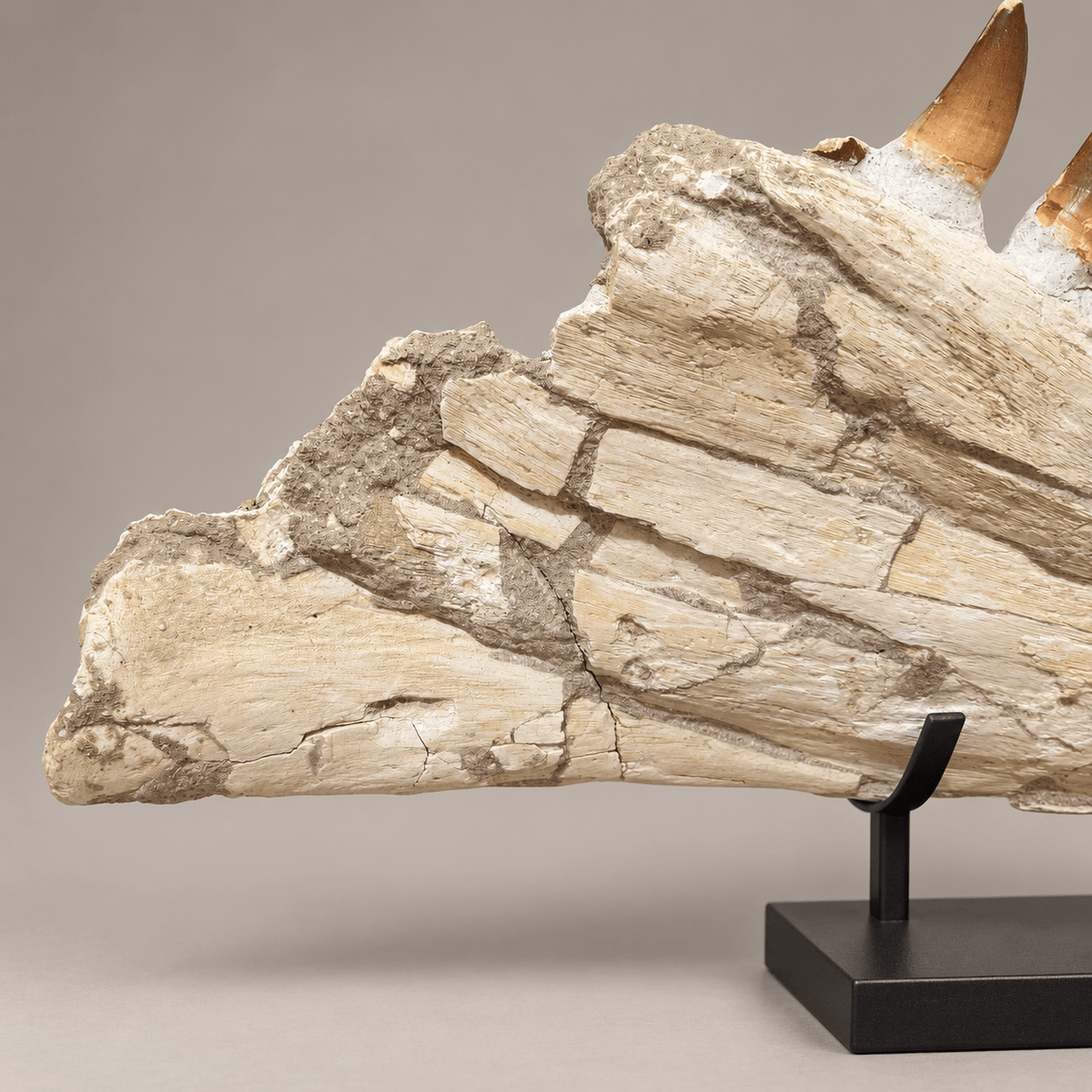 impressive natural Mosasaurus Jaw With Original Teeth – 34.6 inches - PaleoDeserts