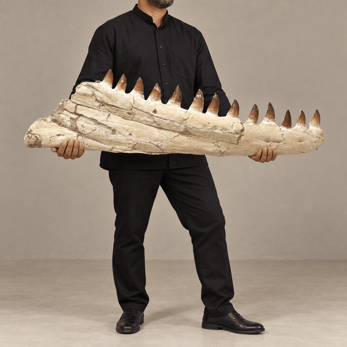 Prognathodon Mosasaur Jaw with Original Teeth – 34.6 in (88 cm), Morocco