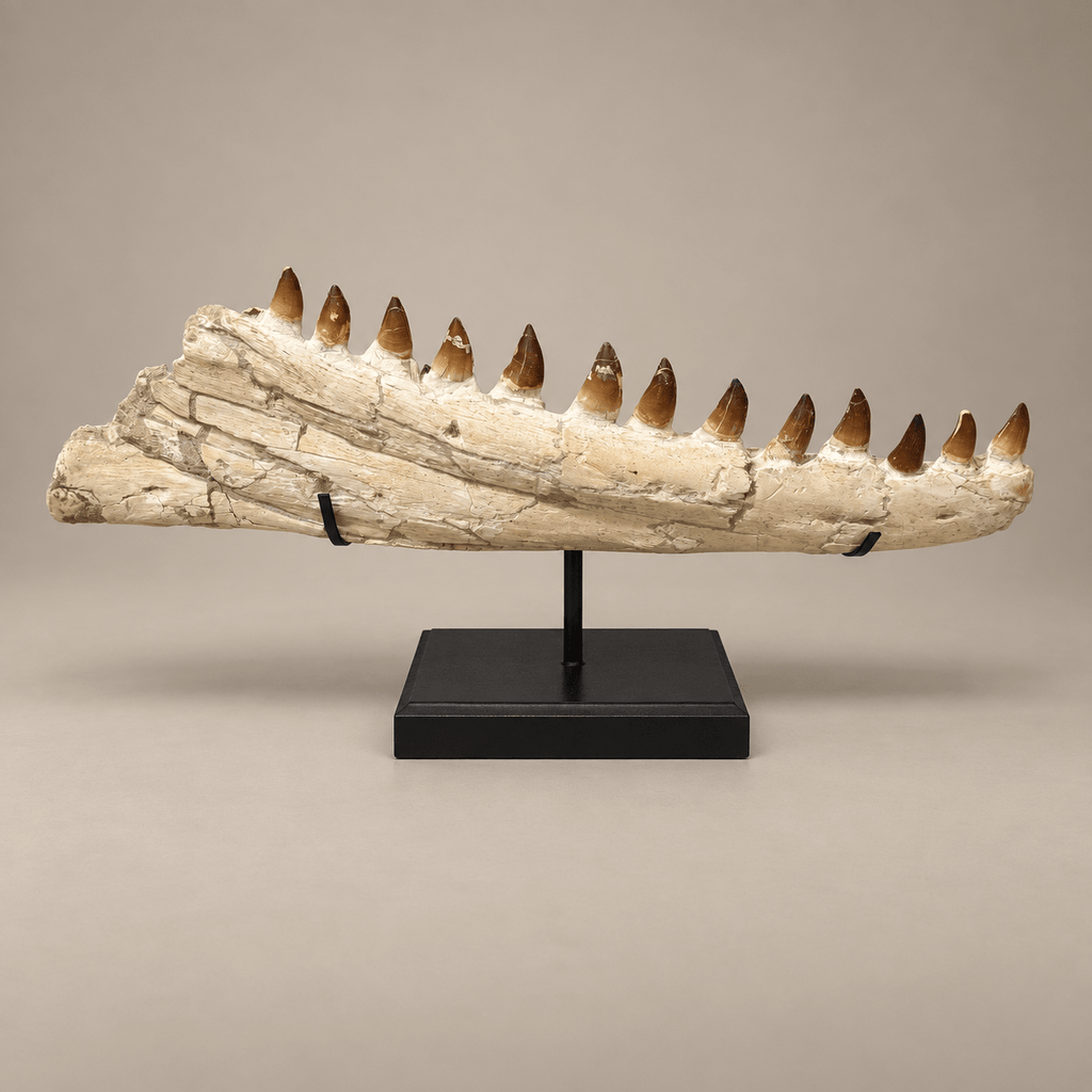 impressive natural Mosasaurus Jaw With Original Teeth – 34.6 inches - PaleoDeserts