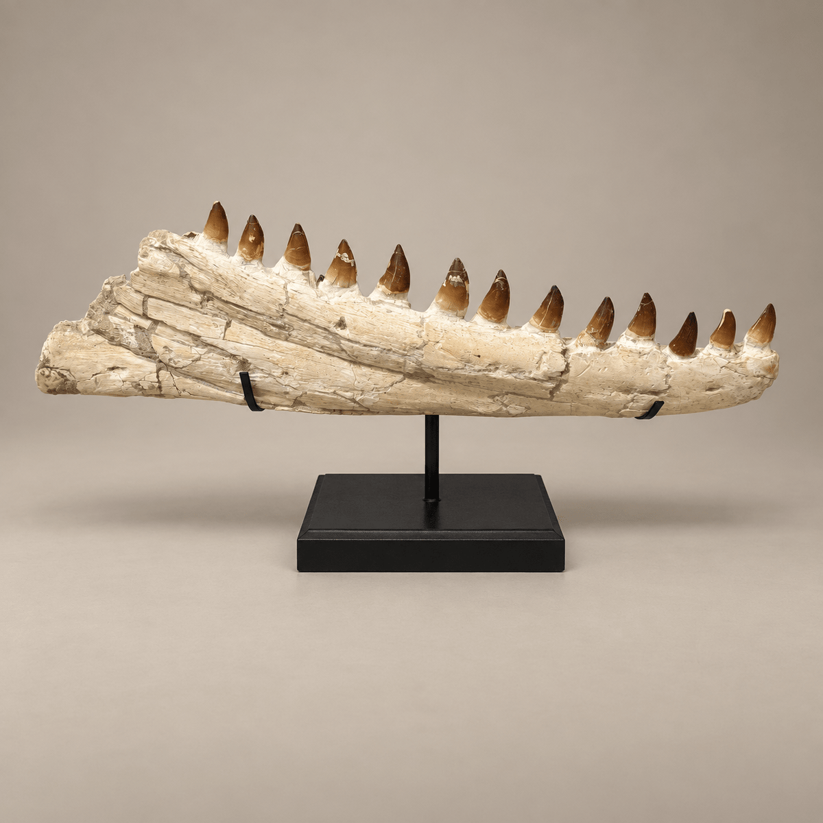 impressive natural Mosasaurus Jaw With Original Teeth – 34.6 inches - PaleoDeserts