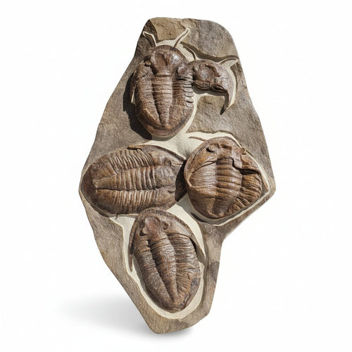 Indeterminate (likely Drotops / Phacops sp. Fossil in Matrix – AD-18572 - PaleoDeserts