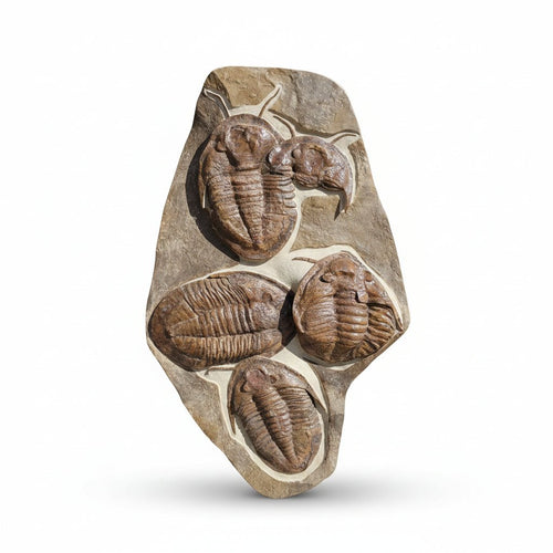 Indeterminate (likely Drotops / Phacops sp. Fossil in Matrix – AD-18572 - PaleoDeserts