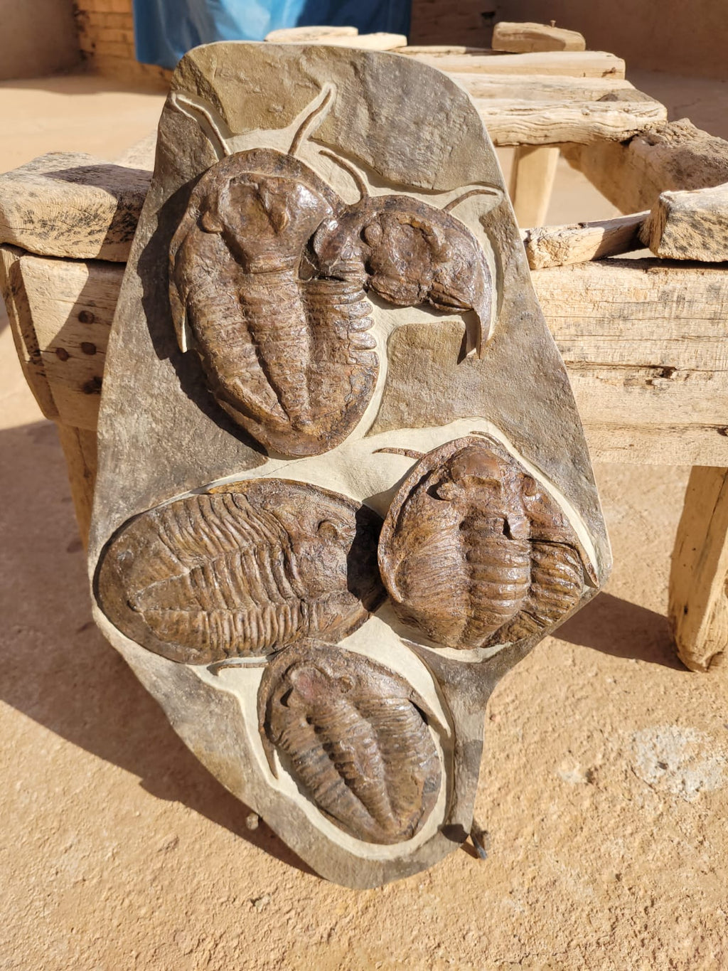 Indeterminate (likely Drotops / Phacops sp. Fossil in Matrix – AD-18572 - PaleoDeserts