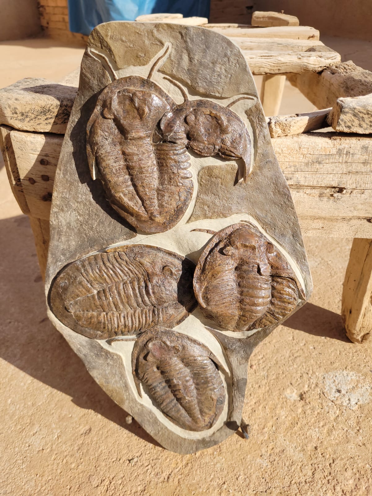 Indeterminate (likely Drotops / Phacops sp. Fossil in Matrix – AD-18572 - PaleoDeserts