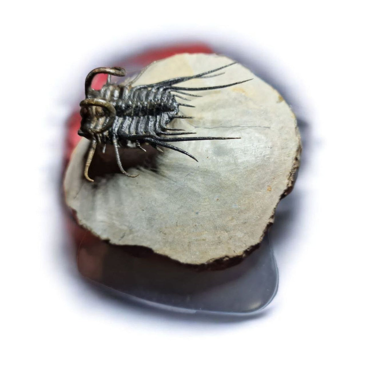 Koneprusia sp. Fossil in Matrix, 1.57 in / 4 cm – AD-17257 - PaleoDeserts