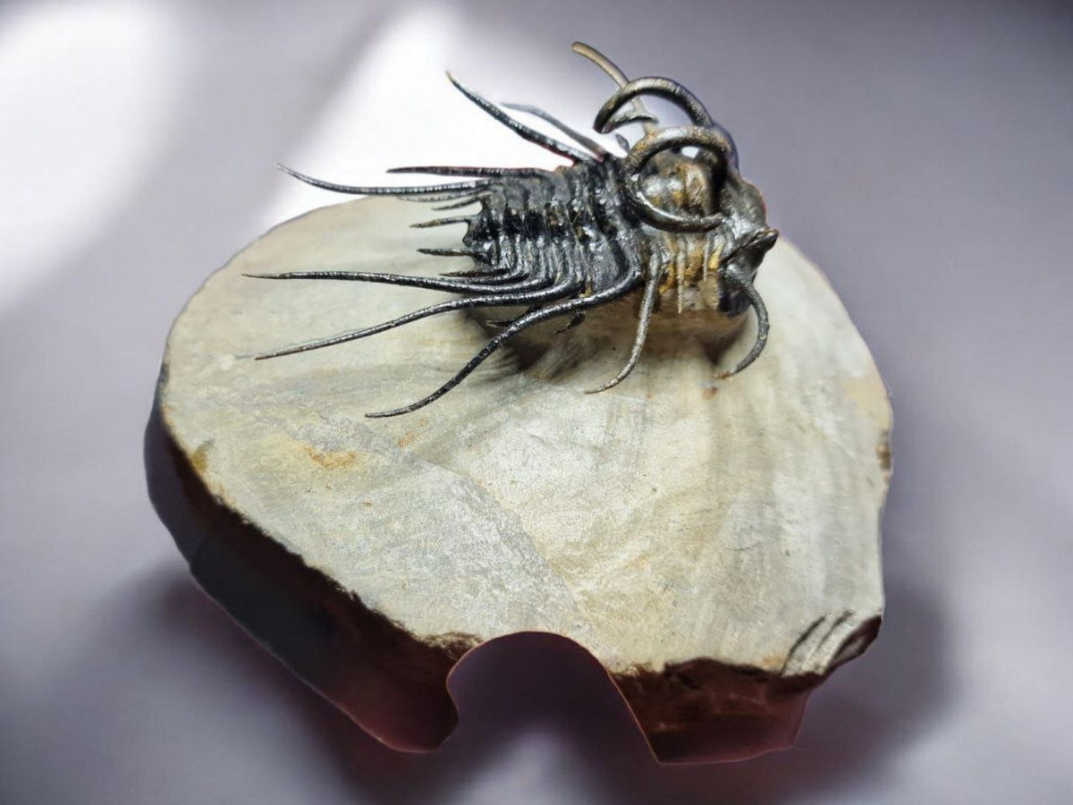 Koneprusia sp. Fossil in Matrix, 1.57 in / 4 cm – AD-17257 - PaleoDeserts