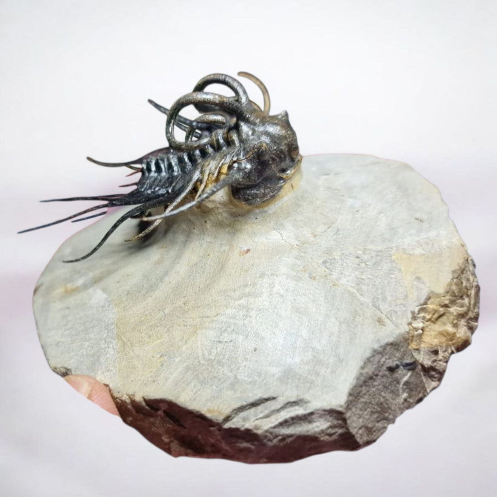 Koneprusia sp. Fossil in Matrix, 1.57 in / 4 cm – AD-17257 - PaleoDeserts