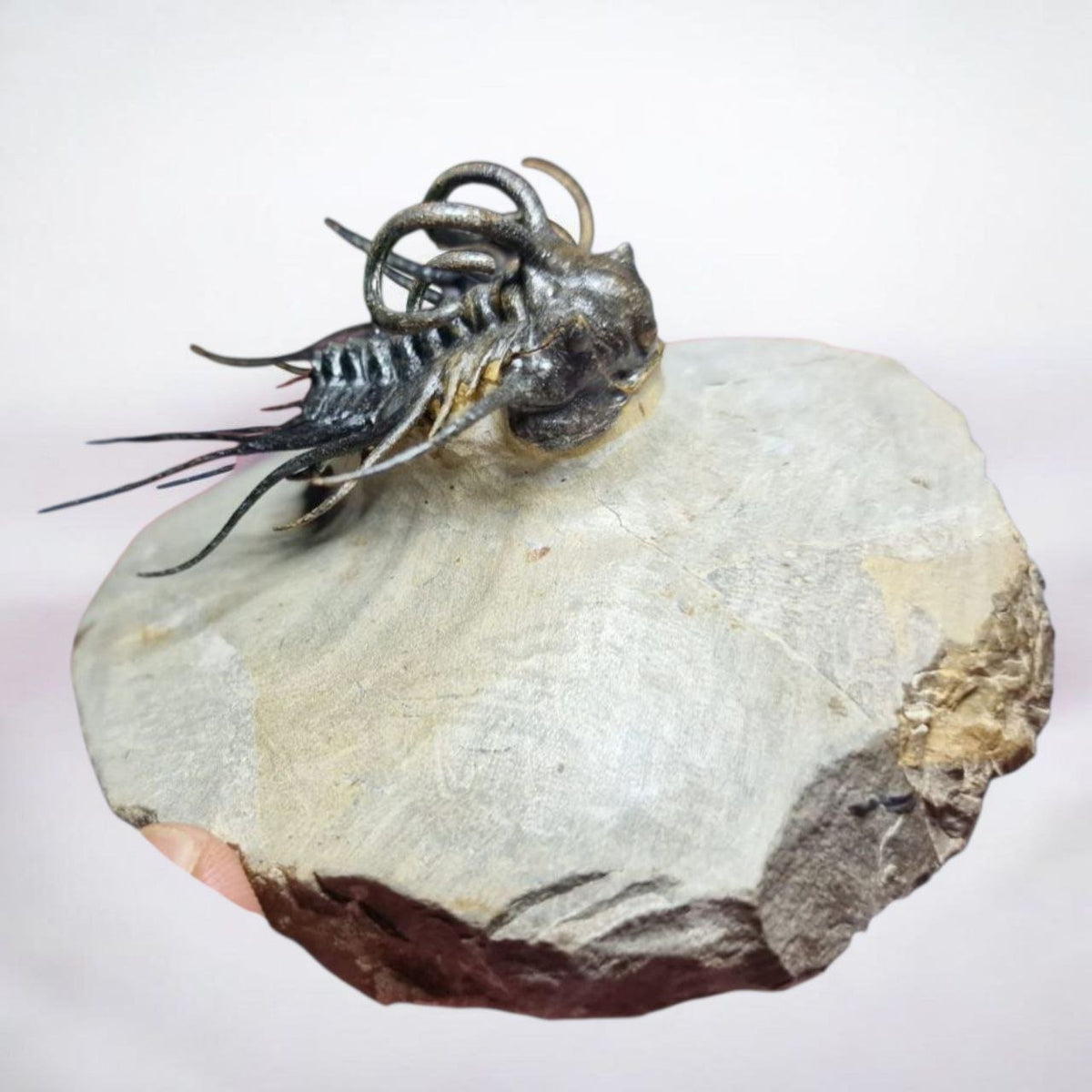 Koneprusia sp. Fossil in Matrix, 1.57 in / 4 cm – AD-17257 - PaleoDeserts