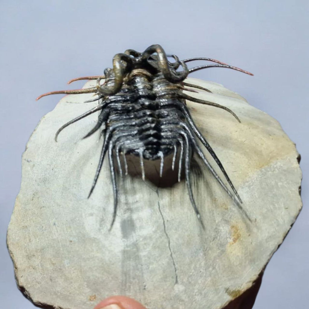 Koneprusia sp. Fossil in Matrix, 1.57 in / 4 cm – AD-17257 - PaleoDeserts
