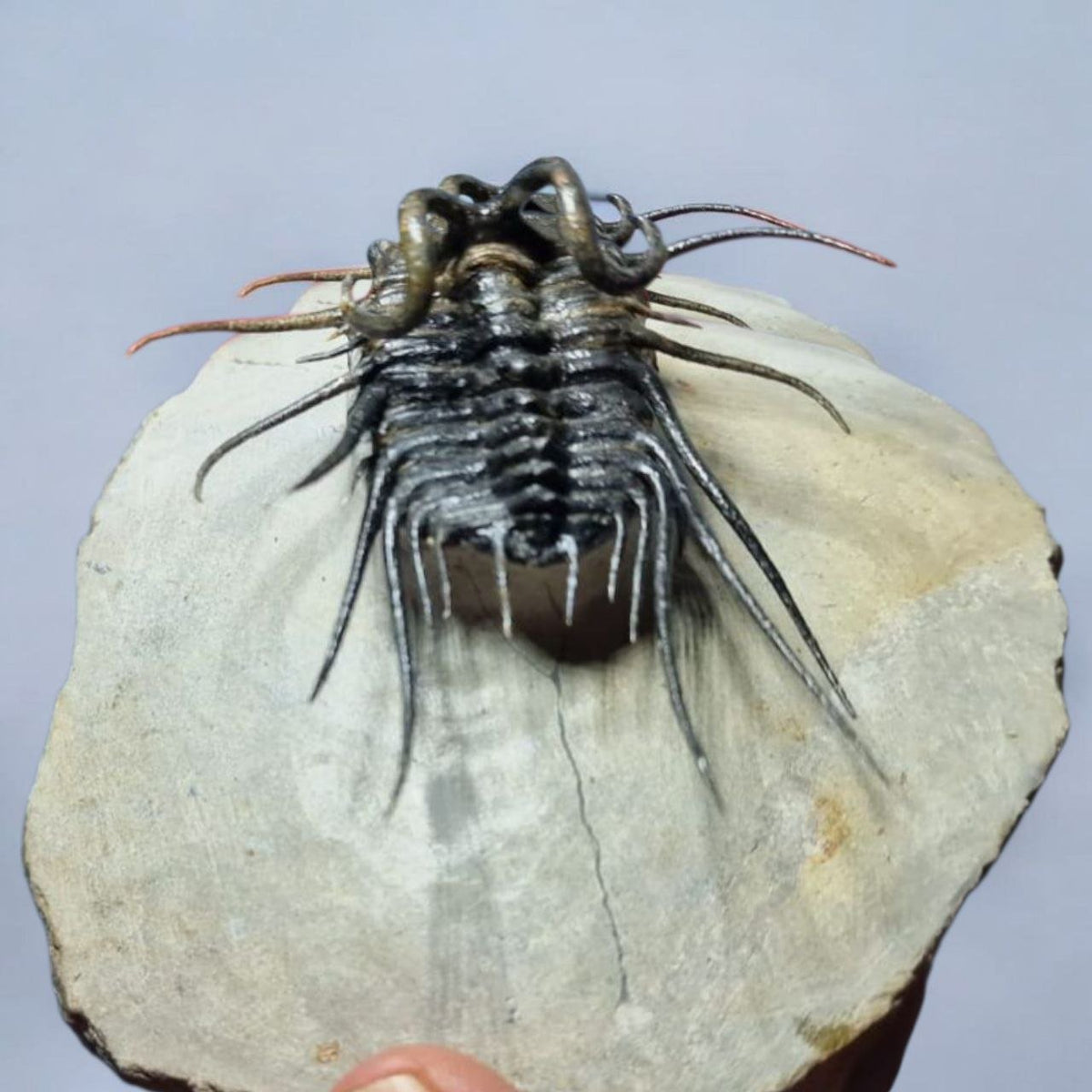 Koneprusia sp. Fossil in Matrix, 1.57 in / 4 cm – AD-17257 - PaleoDeserts