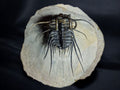 Koneprusia sp. Fossil in Matrix, 1.57 in / 4 cm – AD-17257 - PaleoDeserts