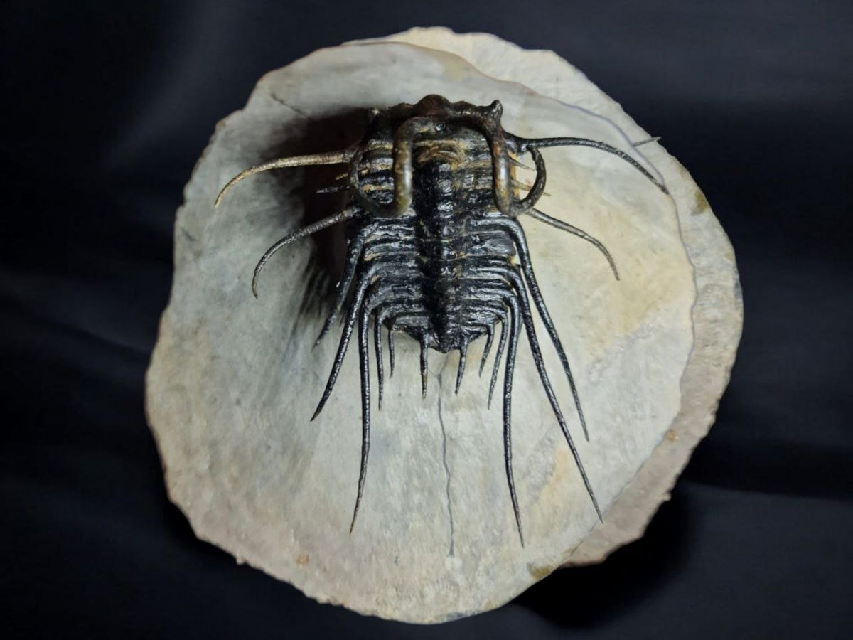 Koneprusia sp. Fossil in Matrix, 1.57 in / 4 cm – AD-17257 - PaleoDeserts