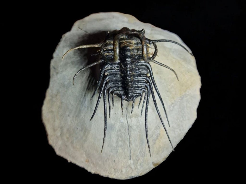 Koneprusia sp. Fossil in Matrix, 1.57 in / 4 cm – AD-17257 - PaleoDeserts