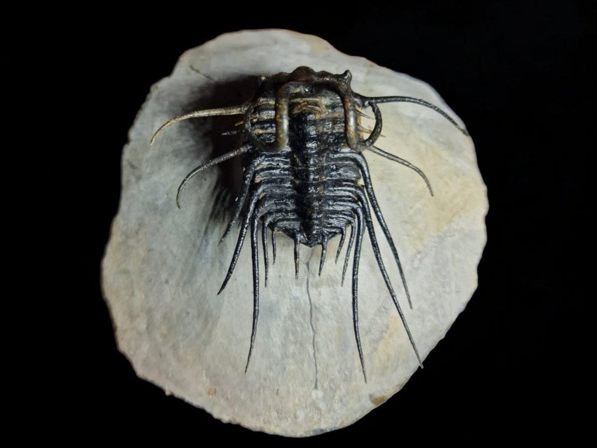 Koneprusia sp. Fossil in Matrix, 1.57 in / 4 cm – AD-17257 - PaleoDeserts
