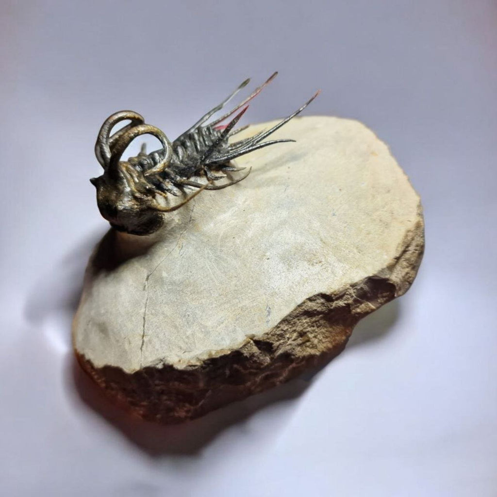 Koneprusia sp. Fossil in Matrix, 1.57 in / 4 cm – AD-17257 - PaleoDeserts