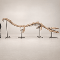 Monster Mosasaur Skeleton Authentic Fossil Cretaceous Dinosaur , 6 m Display – PD-TMS-0600 - PaleoDeserts