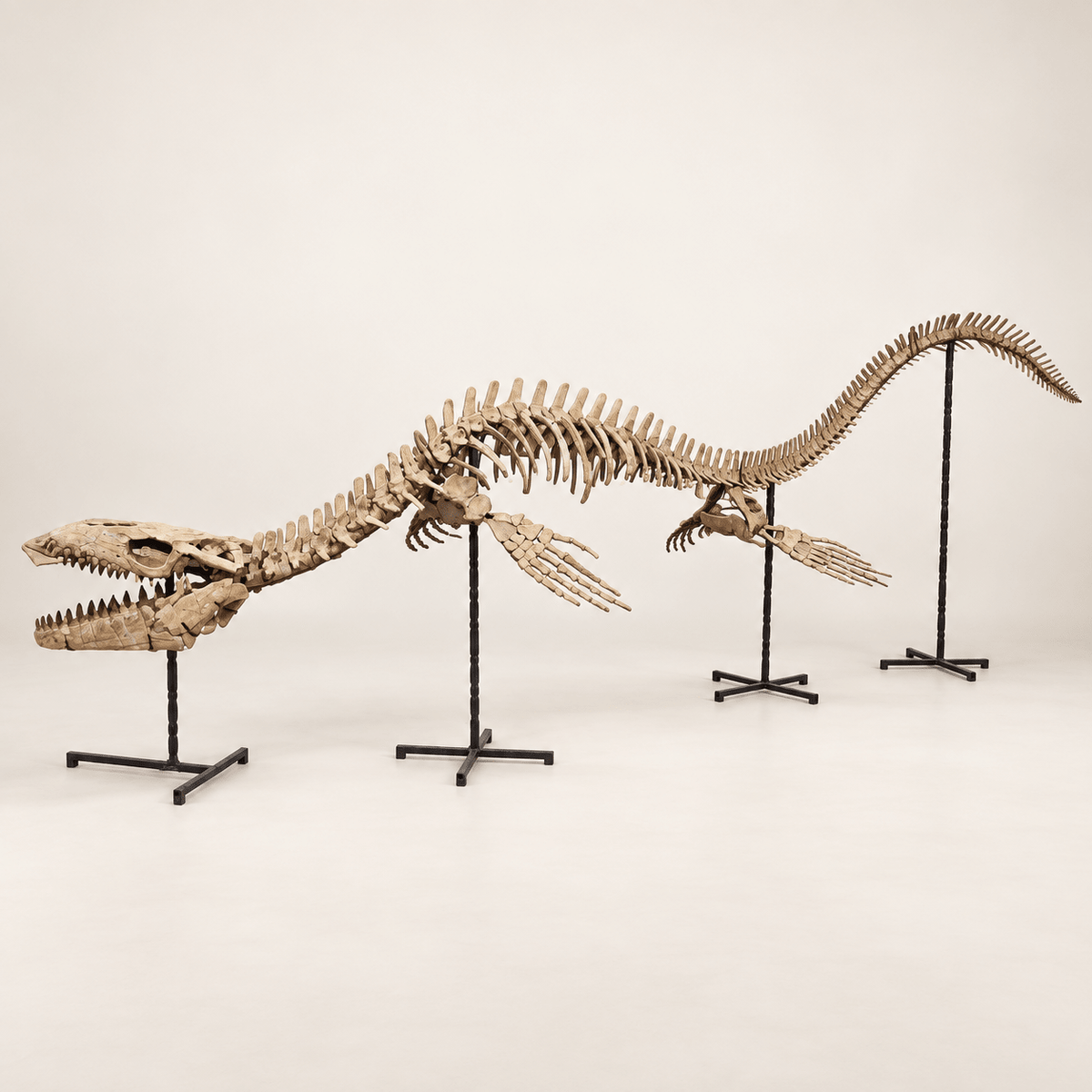 Monster Mosasaur Skeleton Authentic Fossil Cretaceous Dinosaur , 6 m Display – PD-TMS-0600 - PaleoDeserts