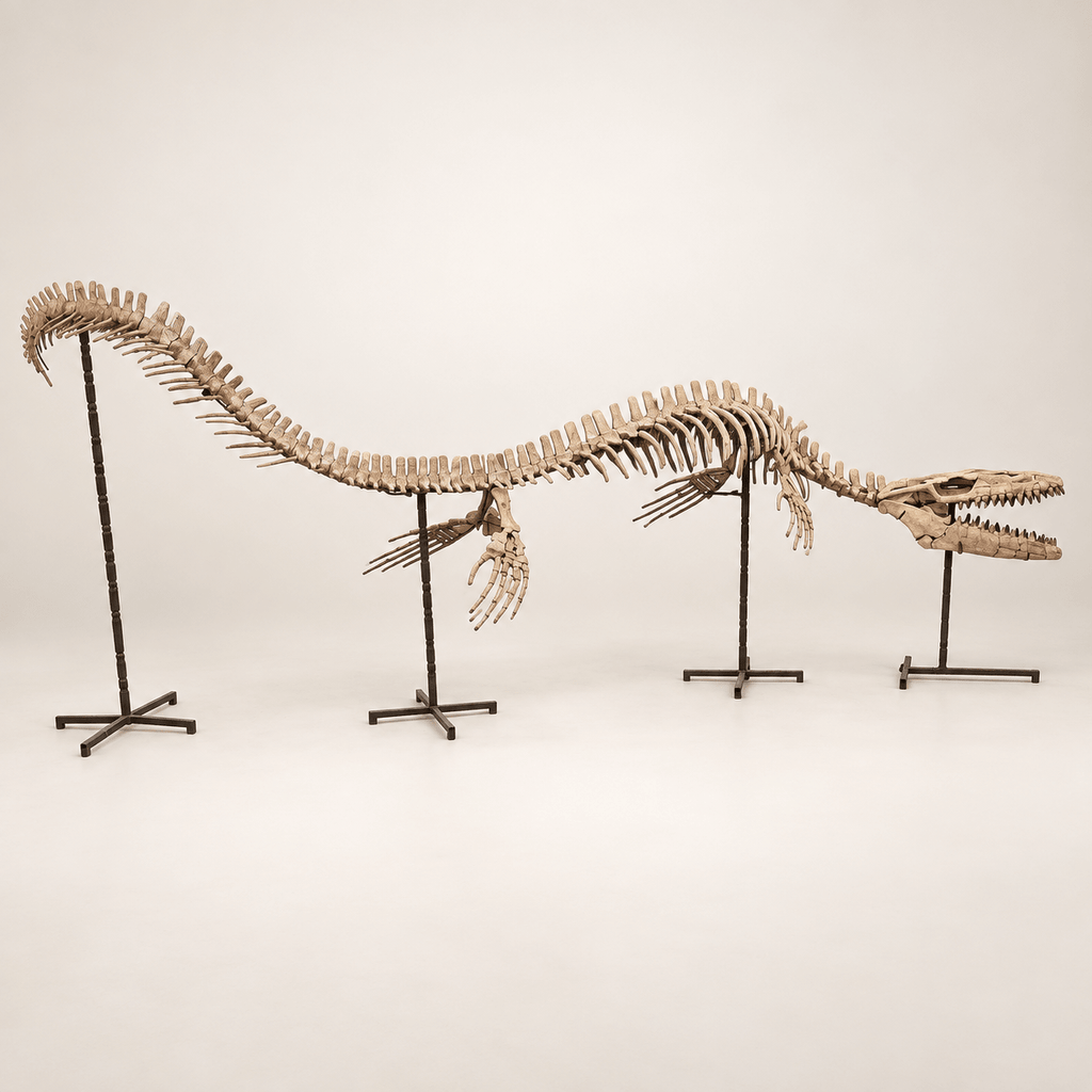 Monster Mosasaur Skeleton Authentic Fossil Cretaceous Dinosaur , 6 m Display – PD-TMS-0600 - PaleoDeserts