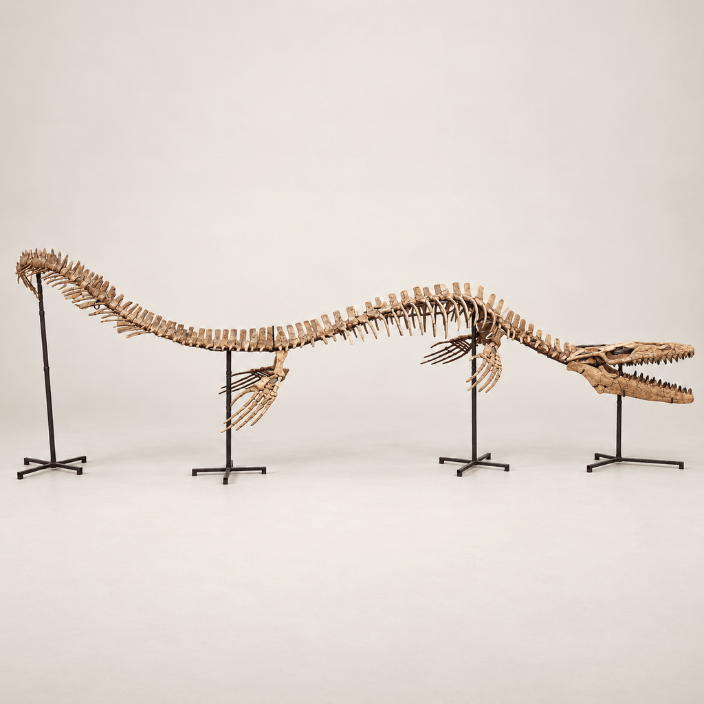 Monster Mosasaur Skeleton Authentic Fossil Cretaceous Dinosaur , 6 m Display – PD-TMS-0600 - PaleoDeserts