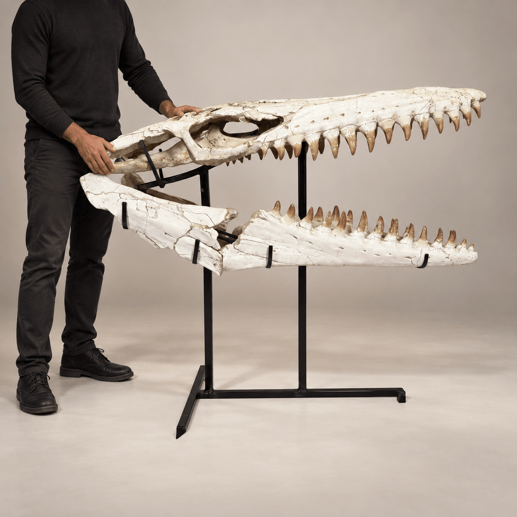 Monumental 120 cm Mosasaurus beaugei Skull – Original Moroccan Fossil – PD-MBS-0120 - PaleoDeserts