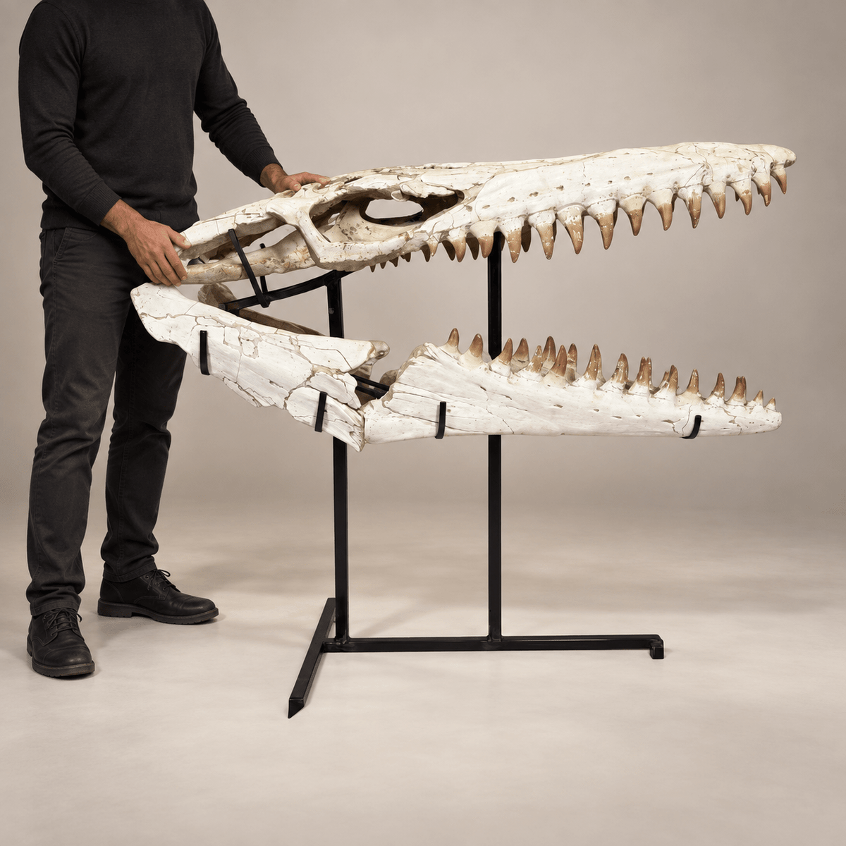 Monumental 120 cm Mosasaurus beaugei Skull – Original Moroccan Fossil – PD-MBS-0120 - PaleoDeserts