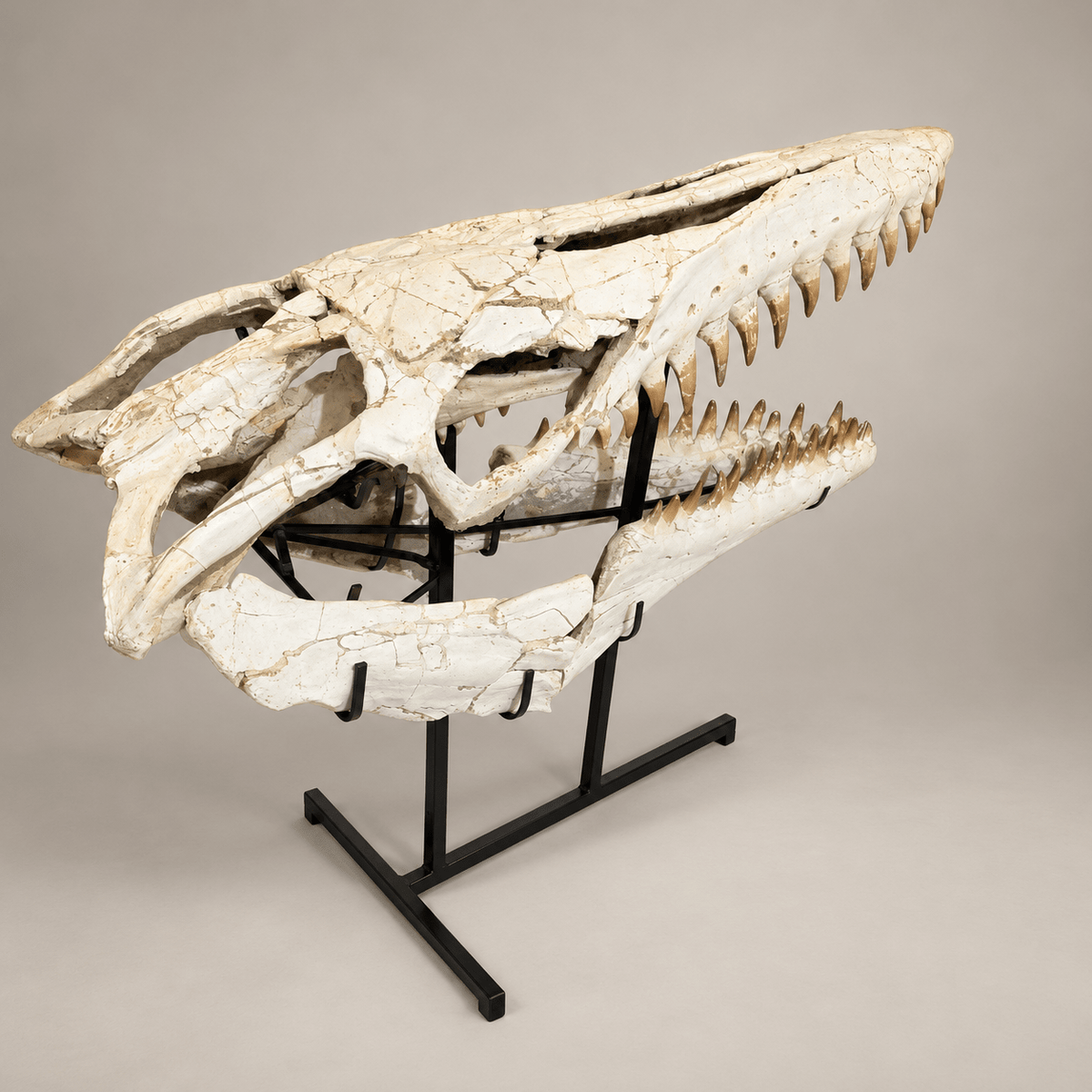 Monumental 120 cm Mosasaurus beaugei Skull – Original Moroccan Fossil – PD-MBS-0120 - PaleoDeserts