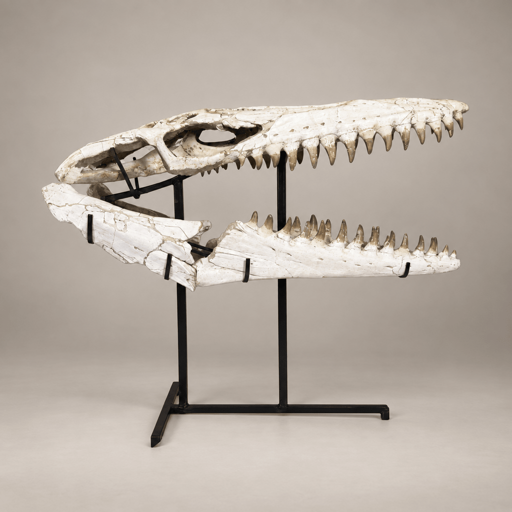 Monumental 120 cm Mosasaurus beaugei Skull – Original Moroccan Fossil – PD-MBS-0120 - PaleoDeserts