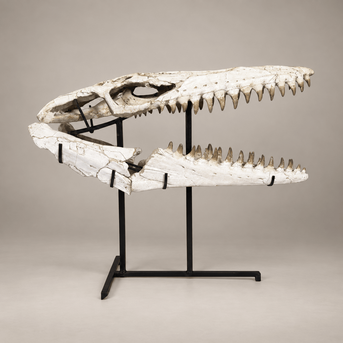 Monumental 120 cm Mosasaurus beaugei Skull – Original Moroccan Fossil – PD-MBS-0120 - PaleoDeserts