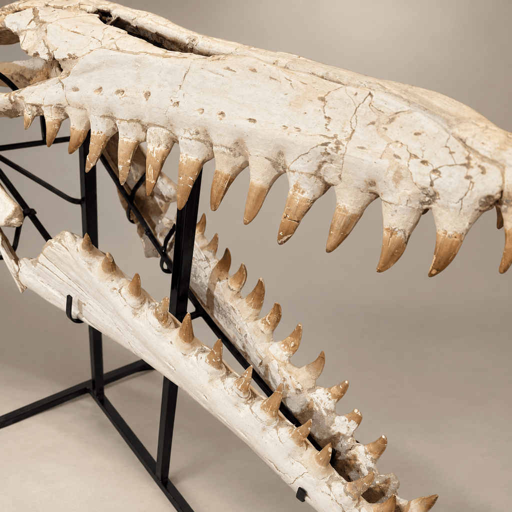 Monumental 120 cm Mosasaurus beaugei Skull – Original Moroccan Fossil – PD-MBS-0120 - PaleoDeserts