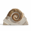 Moroccan Ammonite Fossil in Matrix, 20 cm – AD-18688 - PaleoDeserts