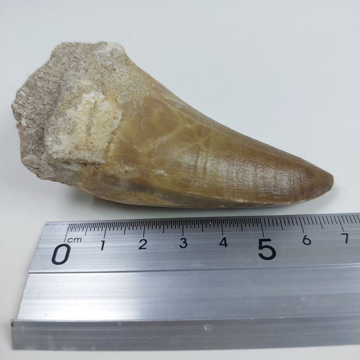 Hainosaurus boubker Mosasaur Tooth Fossil – 2.8 in (7 cm), Sidi Chennane, Morocco – view 7