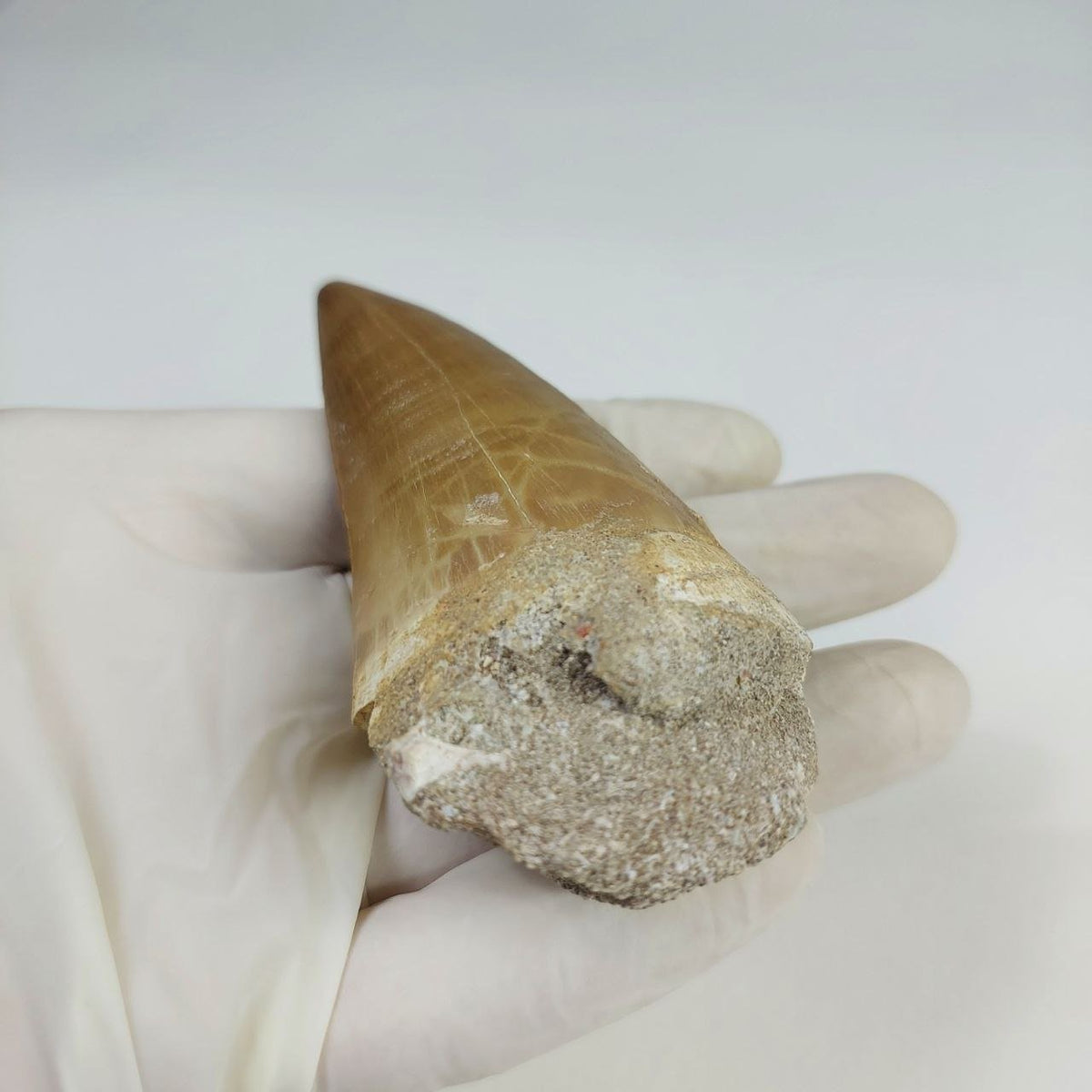 Hainosaurus boubker Mosasaur Tooth Fossil – 2.8 in (7 cm), Sidi Chennane, Morocco – view 6