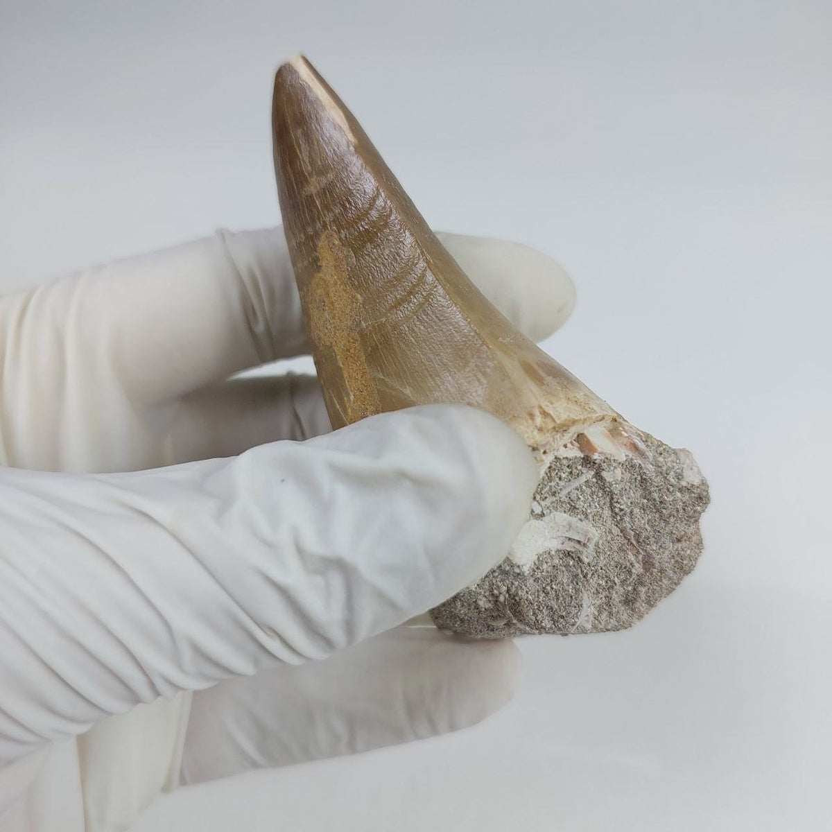 Hainosaurus boubker Mosasaur Tooth Fossil – 2.8 in (7 cm), Sidi Chennane, Morocco – view 5
