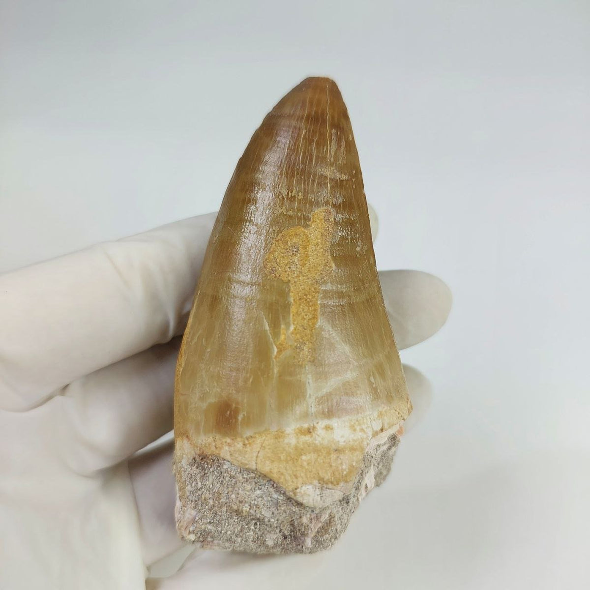 Hainosaurus boubker Mosasaur Tooth Fossil – 2.8 in (7 cm), Sidi Chennane, Morocco