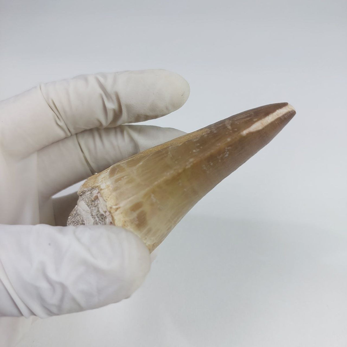 Hainosaurus boubker Mosasaur Tooth Fossil – 2.8 in (7 cm), Sidi Chennane, Morocco – view 4