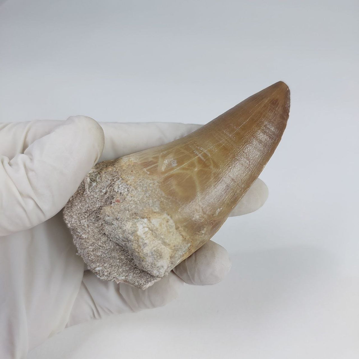 Hainosaurus boubker Mosasaur Tooth Fossil – 2.8 in (7 cm), Sidi Chennane, Morocco – view 3