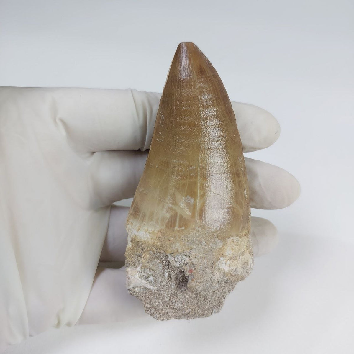 Mosasaur Hainosaurus Boubker Fossil Tooth, 2.8 in / 7 cm – AD-15892 - PaleoDeserts