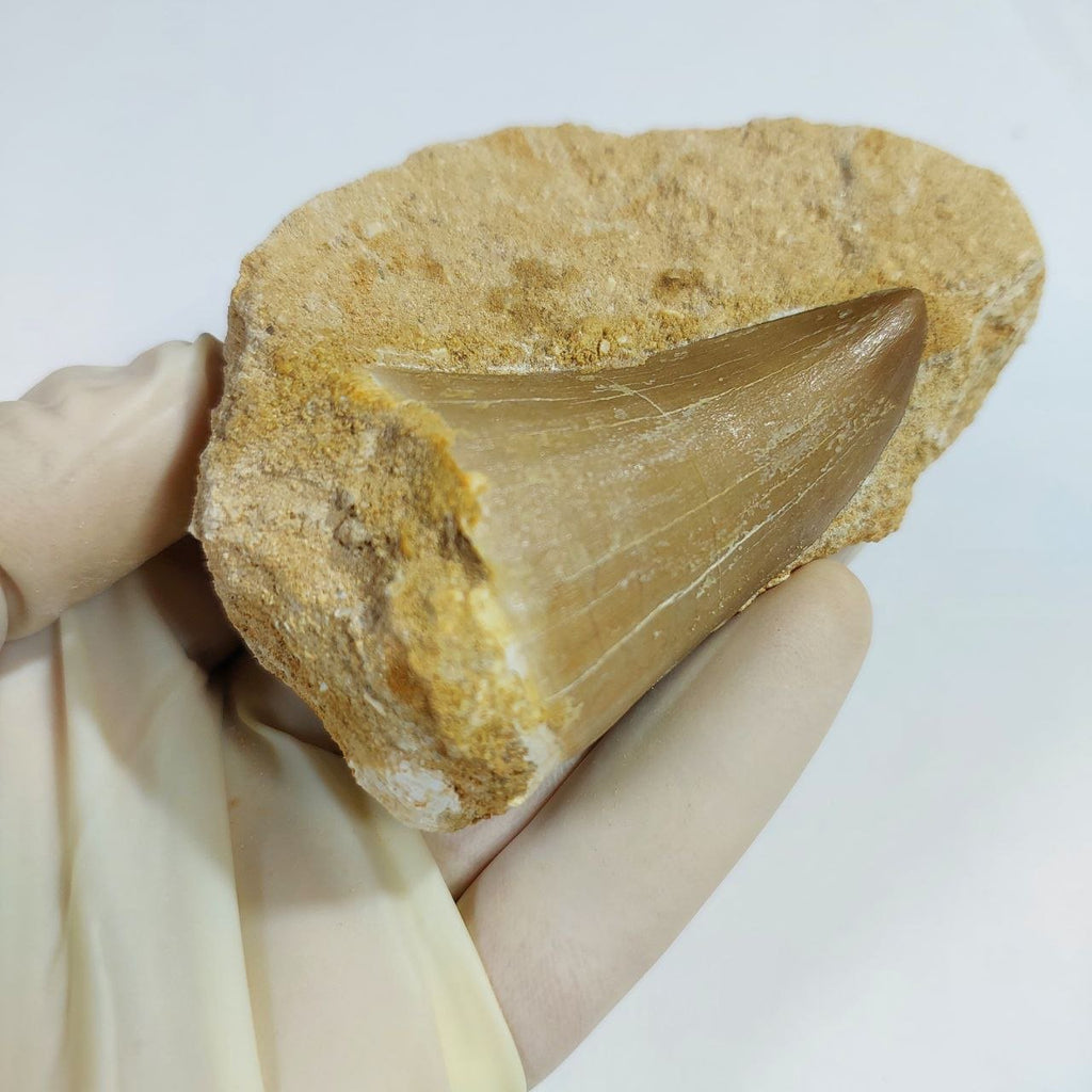 MOSASAUR HOFFMANNI Fossil Tooth, 7 cm – AD-13155 - PaleoDeserts