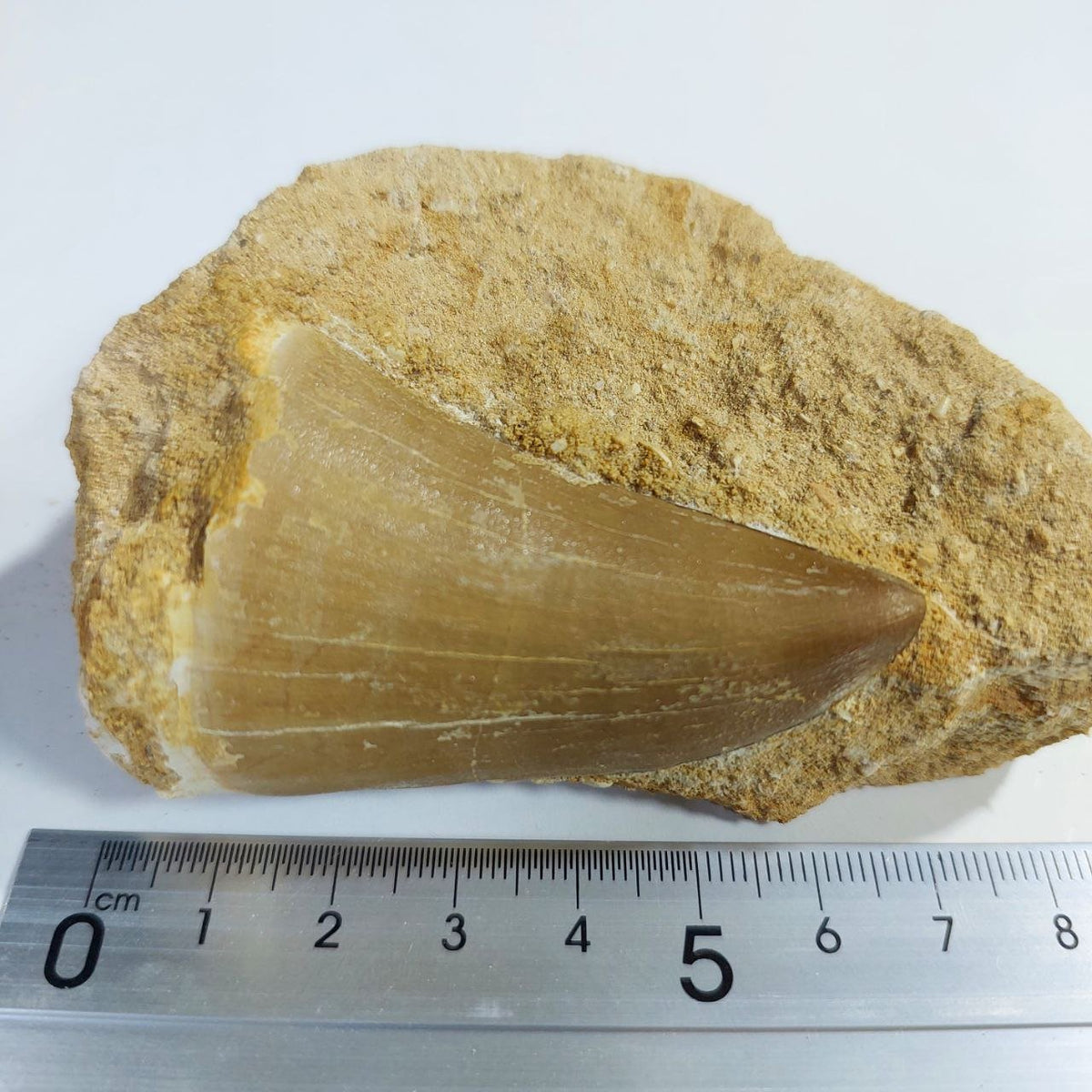 MOSASAUR HOFFMANNI Fossil Tooth, 7 cm – AD-13155 - PaleoDeserts
