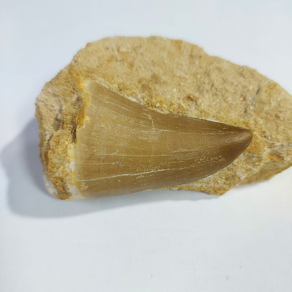 MOSASAUR HOFFMANNI Fossil Tooth, 7 cm – AD-13155 - PaleoDeserts