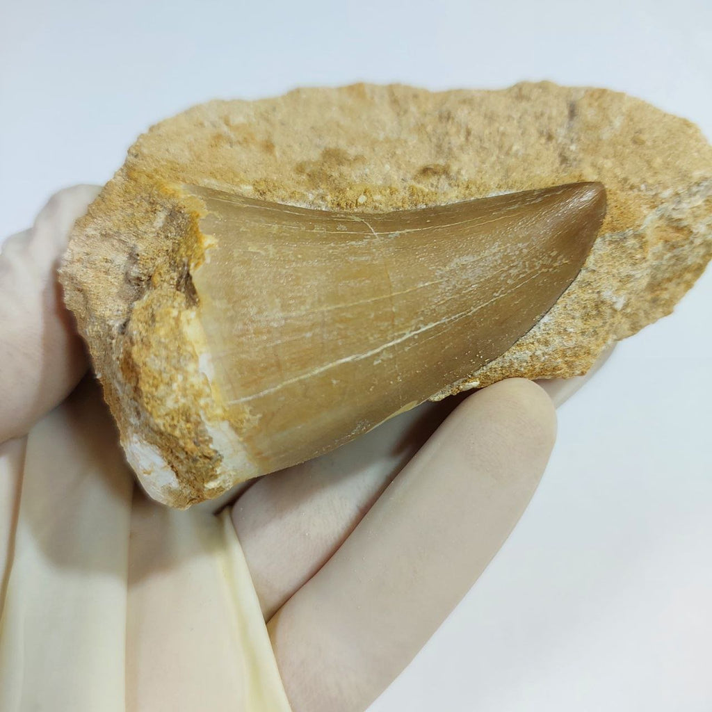 MOSASAUR HOFFMANNI Fossil Tooth, 7 cm – AD-13155 - PaleoDeserts
