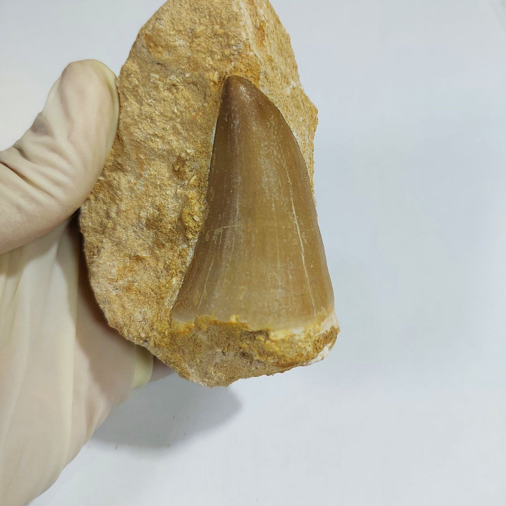 MOSASAUR HOFFMANNI Fossil Tooth, 7 cm – AD-13155 - PaleoDeserts