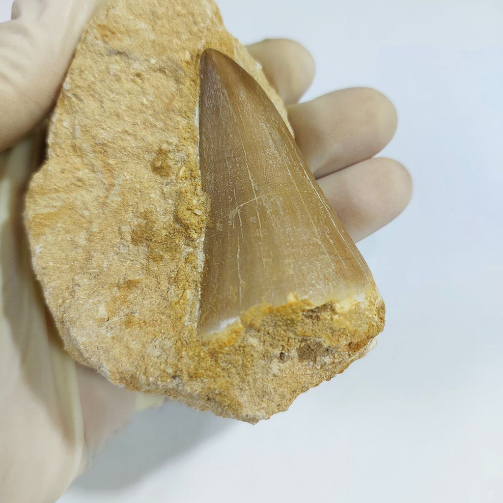 MOSASAUR HOFFMANNI Fossil Tooth, 7 cm – AD-13155 - PaleoDeserts