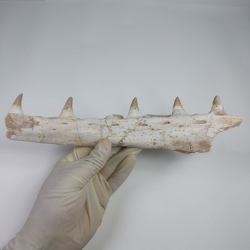 Mosasaur Jaw Fossil, 10.6 in / 27cm – AD-14756 - PaleoDeserts