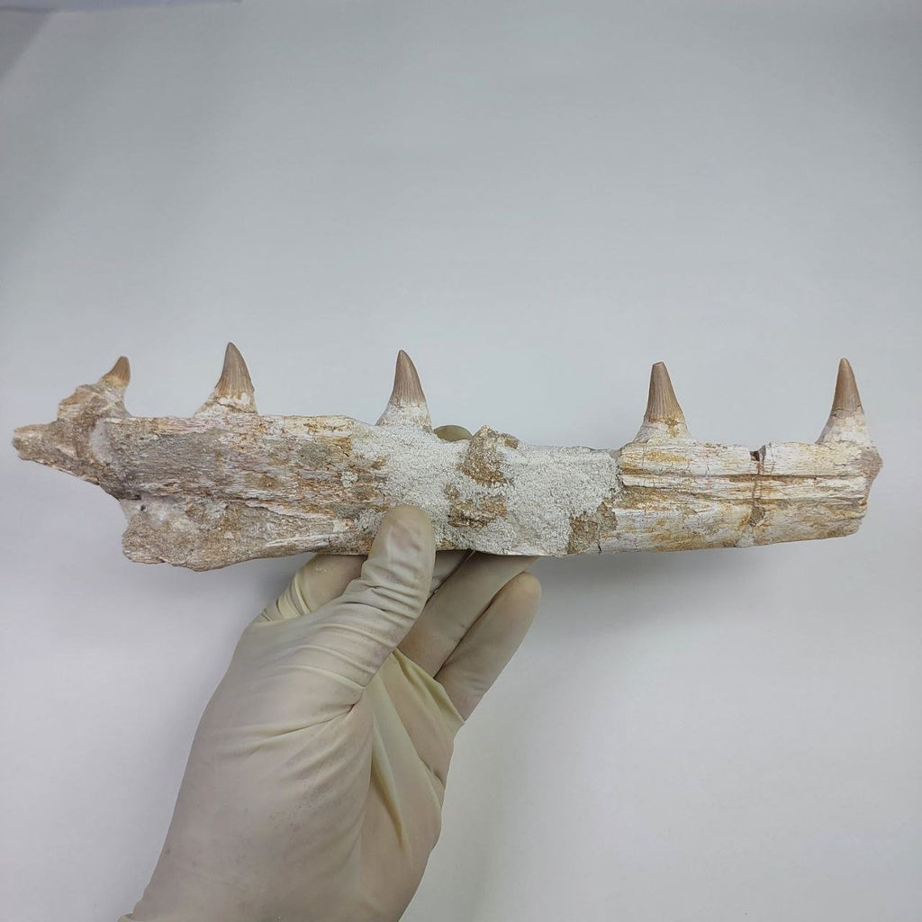 Mosasaur Jaw Fossil, 10.6 in / 27cm – AD-14756 - PaleoDeserts