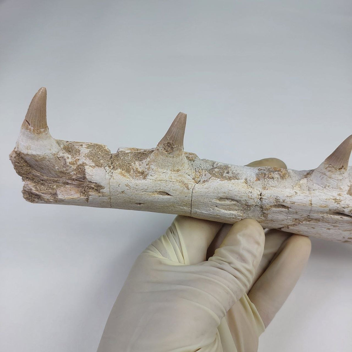 Mosasaur Jaw Fossil, 10.6 in / 27cm – AD-14756 - PaleoDeserts