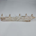 Mosasaur Jaw Fossil, 10.6 in / 27cm – AD-14756 - PaleoDeserts