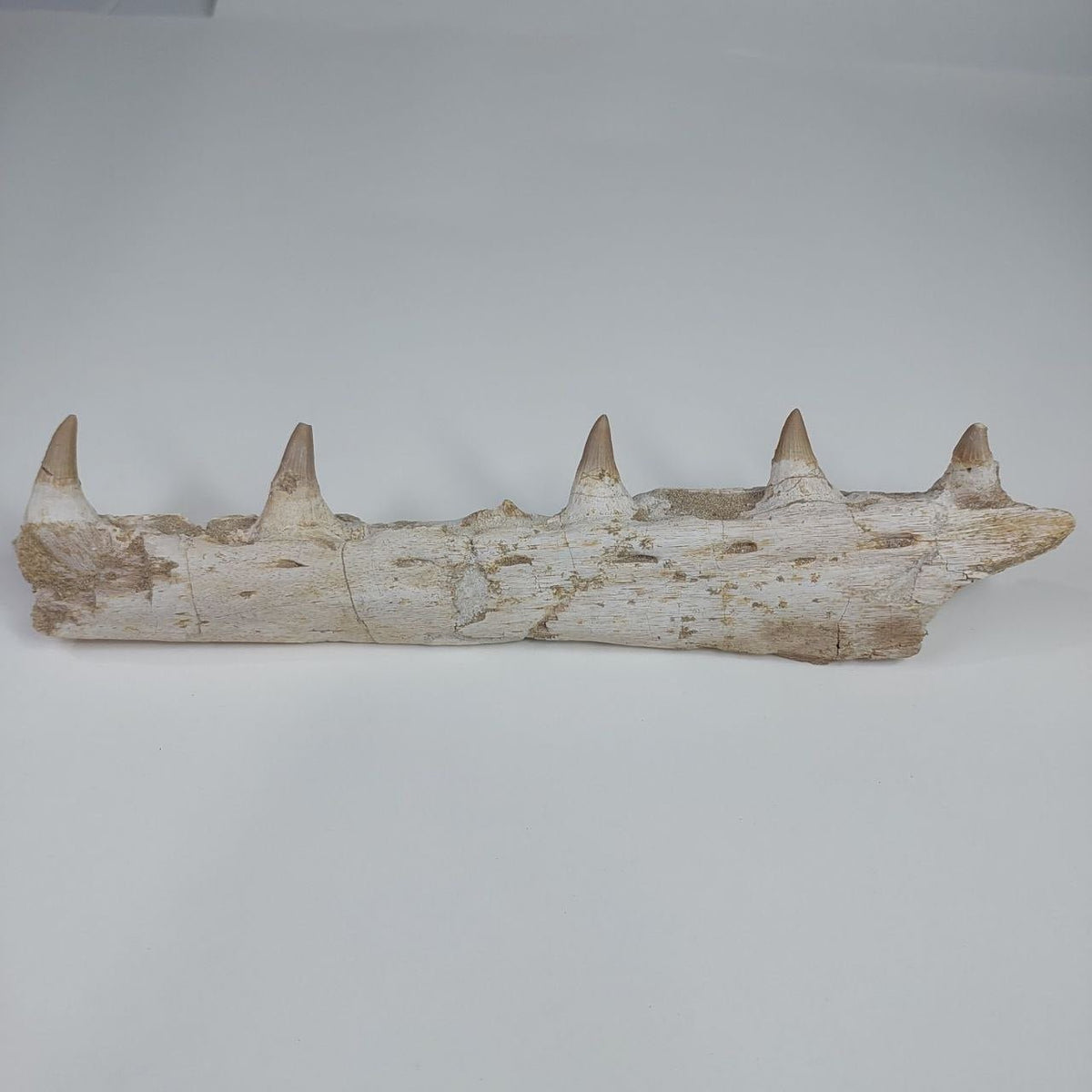 Mosasaur Jaw Fossil, 10.6 in / 27cm – AD-14756 - PaleoDeserts